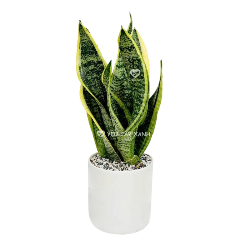 ELLE Affiliate (41).png