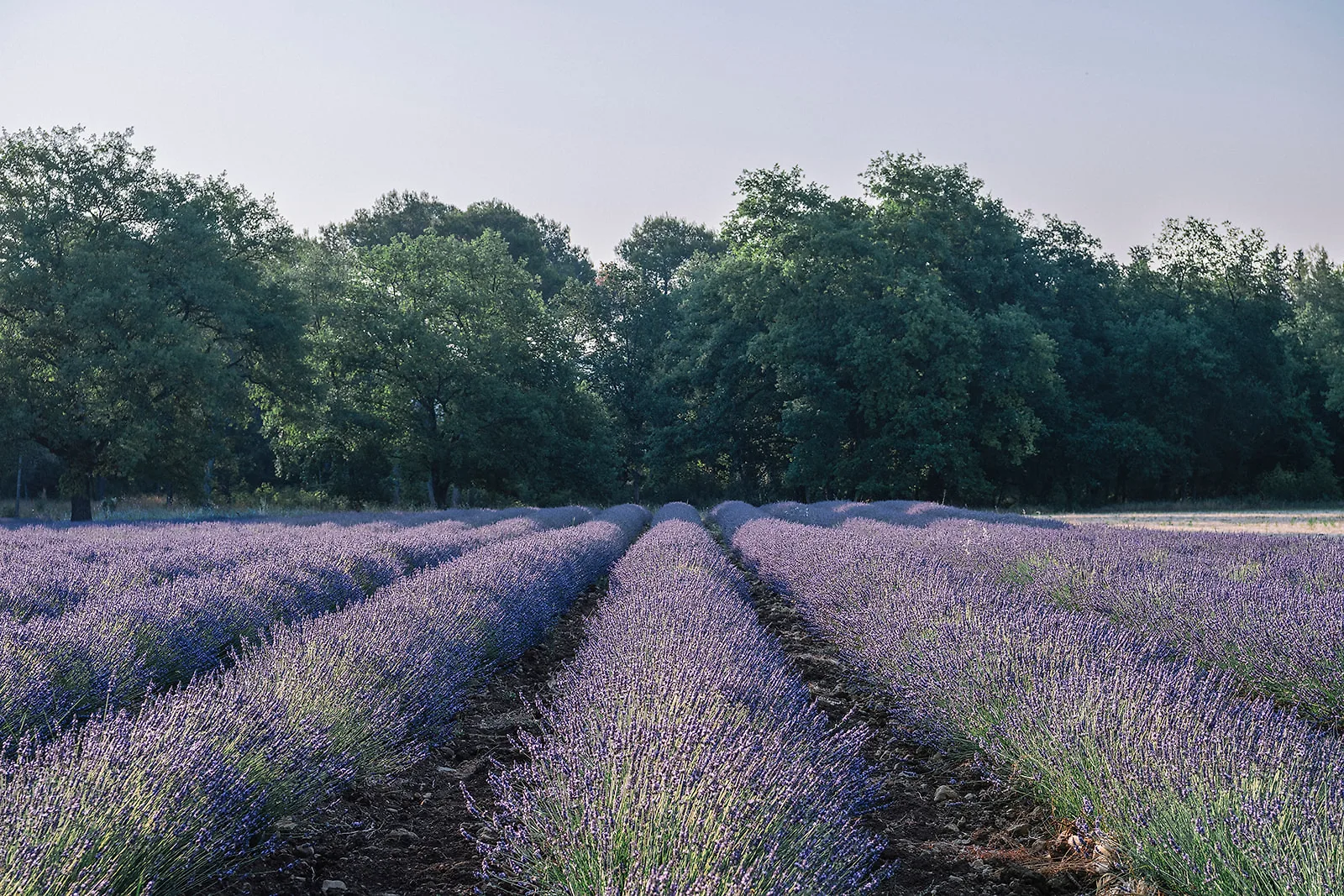 cánh đồng hoa lavender