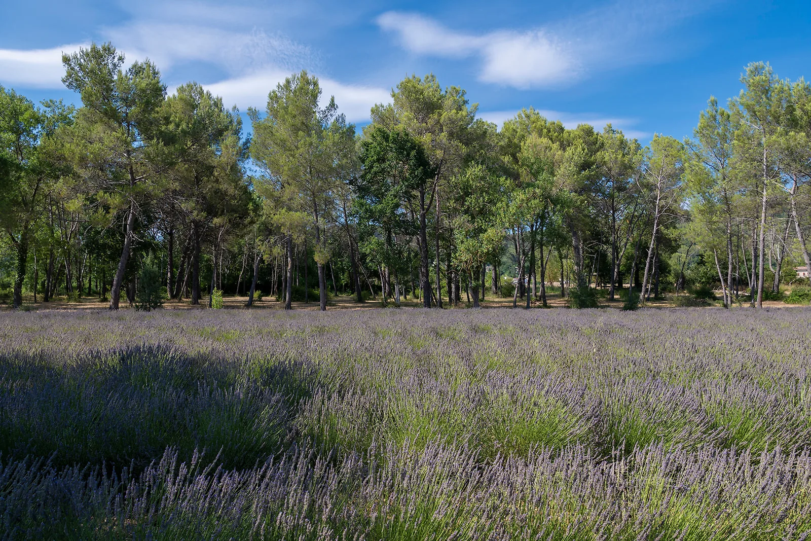 cánh đồng lavender dưới nắng