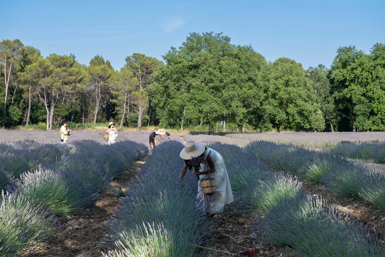nhiều người trong vườn lavender